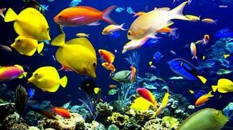 Because You Are Only Two Steps Away From The Amazing World Of Marine