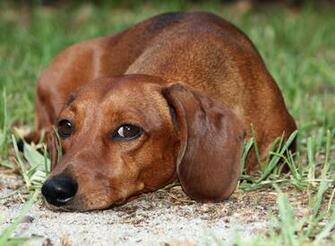 Wistful Dachshund Dog Photo HD Wallpaper Res