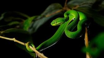 Viper Snake Background HD Net