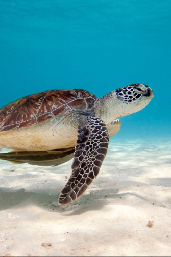 Sea Turtle iPhone Wallpaper