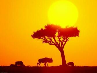 African Safari Wallpaper