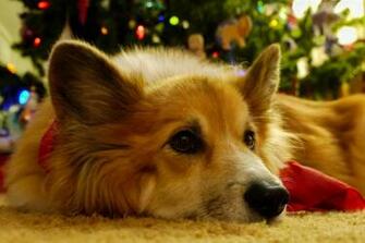 Christmas Corgi By Dancingcorgi