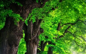 File Name Tree Background Wallpaper