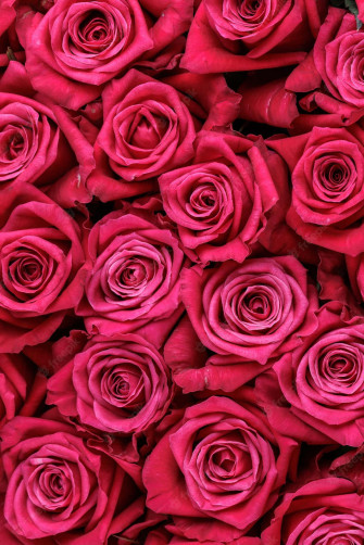 Cute Rose Wallpaper