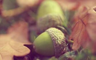 Earth Acorn Wallpaper