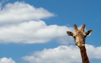 Giraffe Computer Wallpaper Desktop Background Id