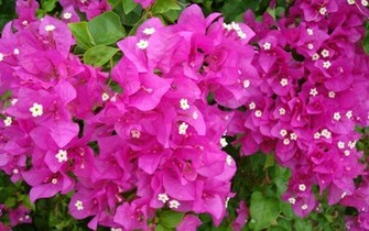 Bougainvillea Fuschia Color Tropical Wallpaper