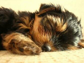 HD Cute Yorkshire Terrier Desktop Wallpaper The Dog Best