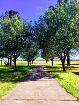 Country Driveway With Rows Of Trees Stock Photo 46aaffd8 F416