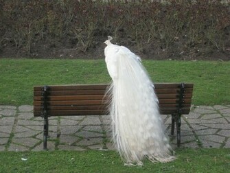 Peacock Image White HD Wallpaper