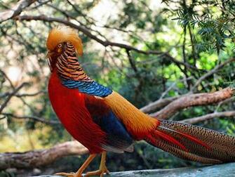 Golden Pheasant Chrysolophus Pictus By Clive