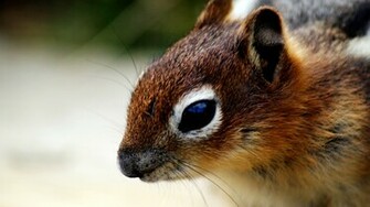 Chipmunk Wallpaper Jpg