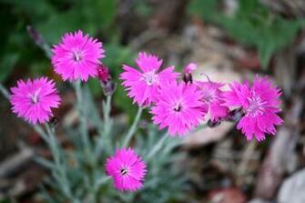Pink Dianthus Flowers Picture Photograph Photos Public Domain