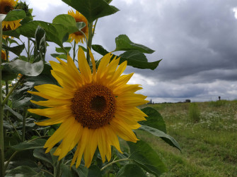 Sunflower Aesthetic Wallpaper