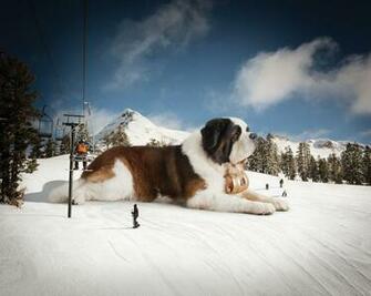 St Bernard Wallpaper