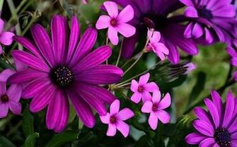 Fuschia Flowers Wallpaper