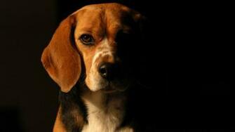 Wallpaper Beagle Computer