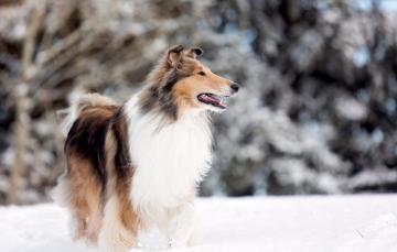 Wallpaper Dog Snow Park Lake Rough Collie Image For Desktop