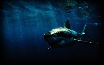 File Name Shark HD Wallpaper Background