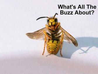 Desktop Wallpaper Insects Funny Background Humor
