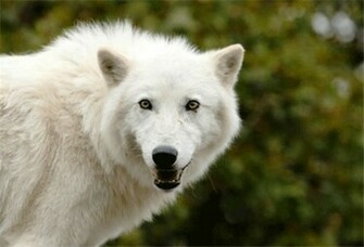 White Arctic Wolf Wallpaper