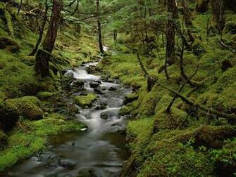 Rainforest HD Wallpaper Check Out The Cool