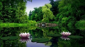 Water Lilies Wallpaper
