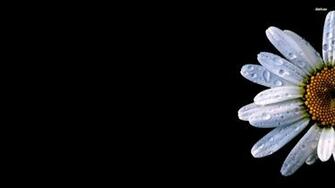 Daisy Flower Wallpaper