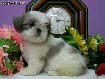 Fonds D Cran Chien Shar Pei Sharpei Savoie Z L U B