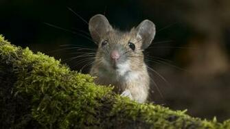 Mouse Image Baltana