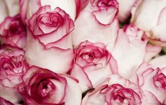 Light Pink Roses Wallpaper Cool Eyecatching Tatoos