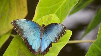 Blue Butterfly On Leave 4k Wallpaper HD