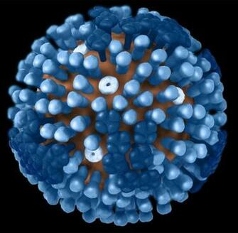 Image Of Influenza Viruses Cdc