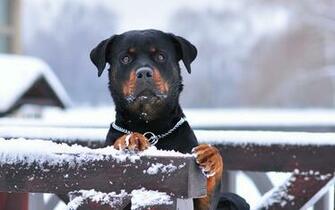 Rottweiler Wallpaper Top Background