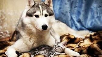 Desktop Background Cute Animals Image