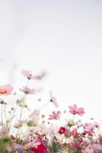 Flower Pictures HD Image