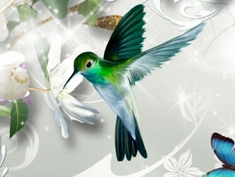 Hummingbird HD Wallpaper Pictures Image Background Photos