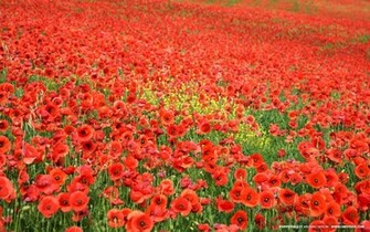 Poppies Wallpaper Loopele