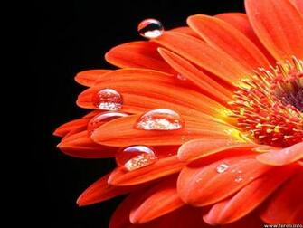 Orange Sunflower Flowers Wallpaper