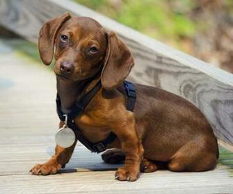 Dachshund Dog Wearing A Medal Collar Puppies Wallpaper Picture