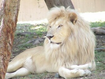Sports White Lion HD Wallpaper