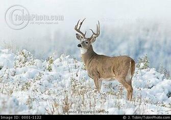 Stock Photo Of Whitetail Deer In Snow