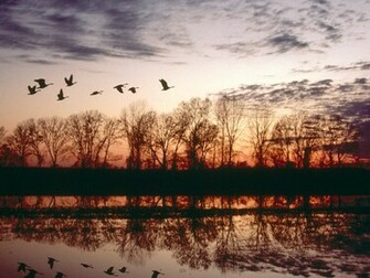 Canada Geese Migrating Missouri Animals Wallpaper Image With