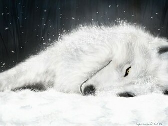 White Wolf Wolves Wallpaper