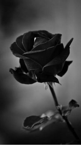Black Rose Phone Wallpaper On