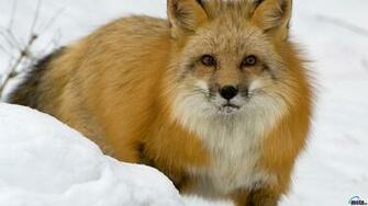 Wallpaper Red Fox In Winter X Widescreen Desktop