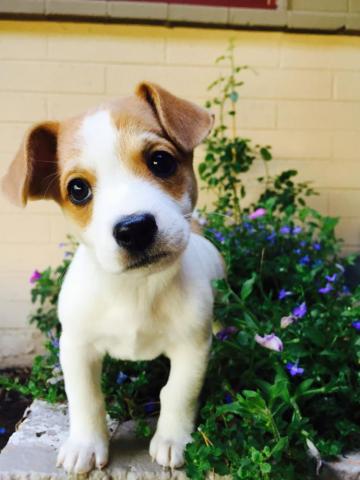 Puppy Wallpaper HD Hq