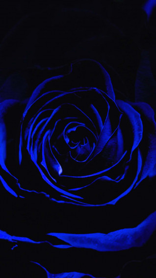 Dark Blue Rose Abstract X Wallpaper
