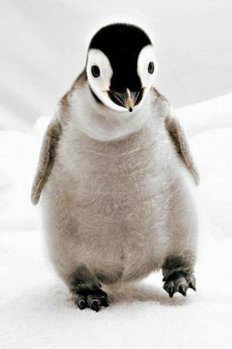 Cute Penguins Mighty Pictures