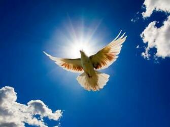 Bonewallpaper Best Desktop HD Wallpaper Bird